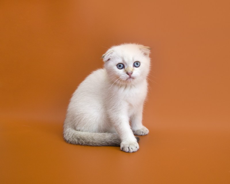 Котята Бритиш фолд