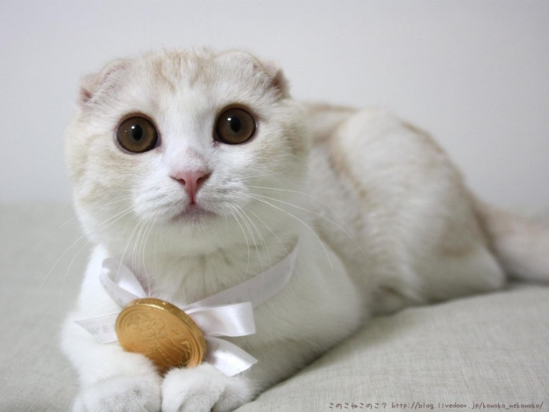 Шотландские вислоухие коты белые