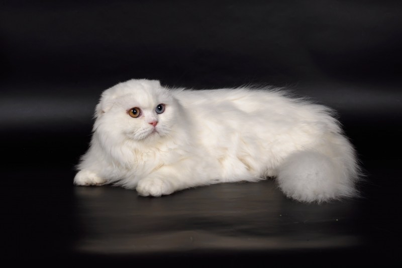 Белый шотландский вислоухий котенок