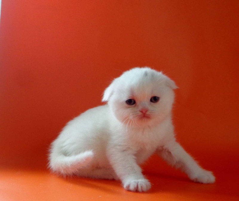 Котята 3 месяца Шотландские вислоухие белая
