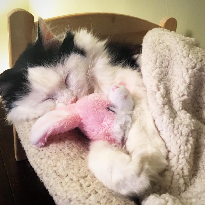 Котик в кроватке