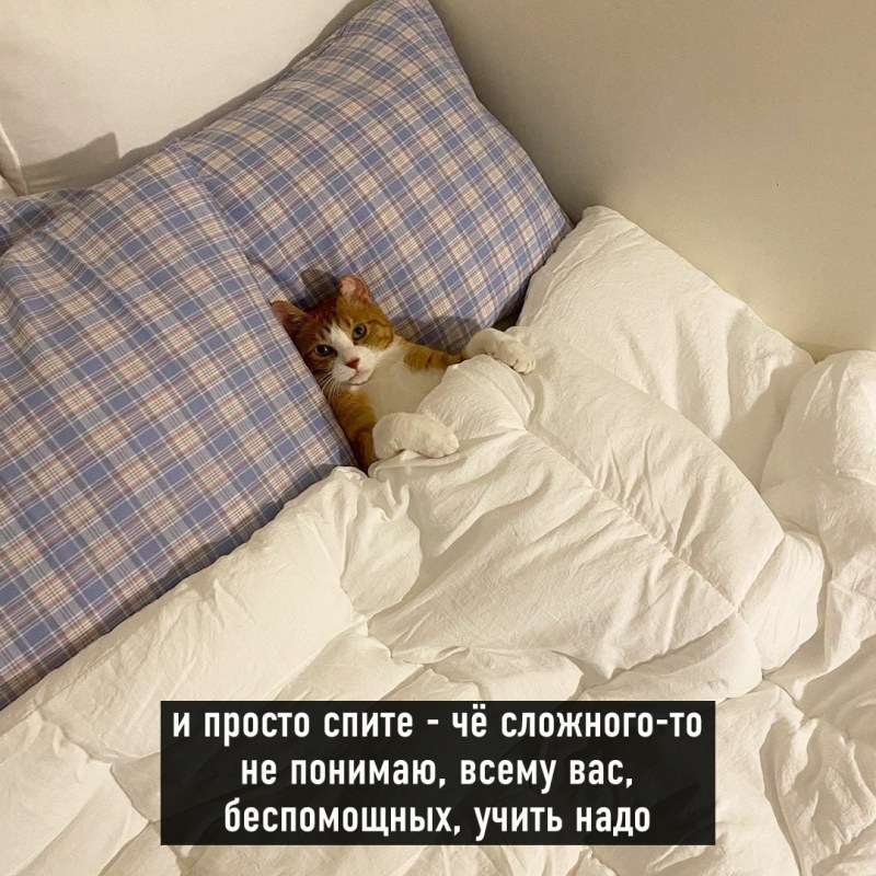 Коты в пижамах
