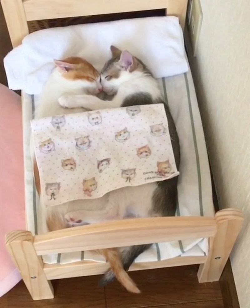 Кошечка в кроватке