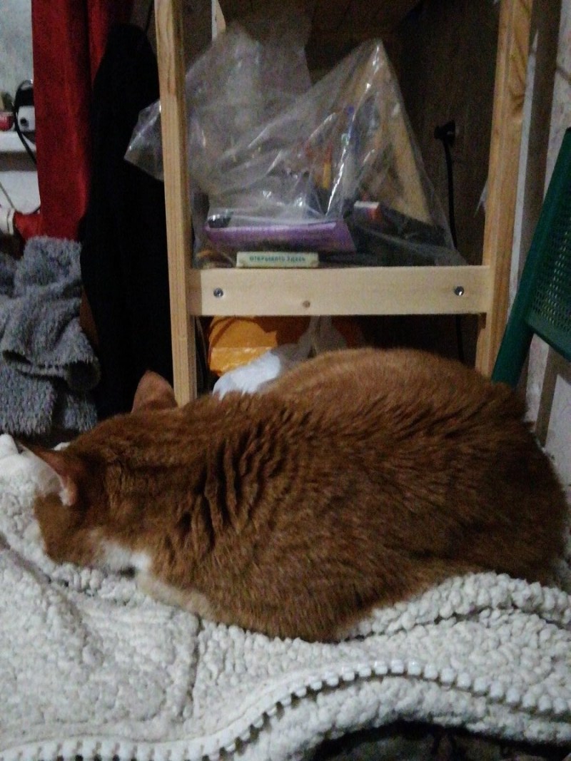 Кот спит на мне
