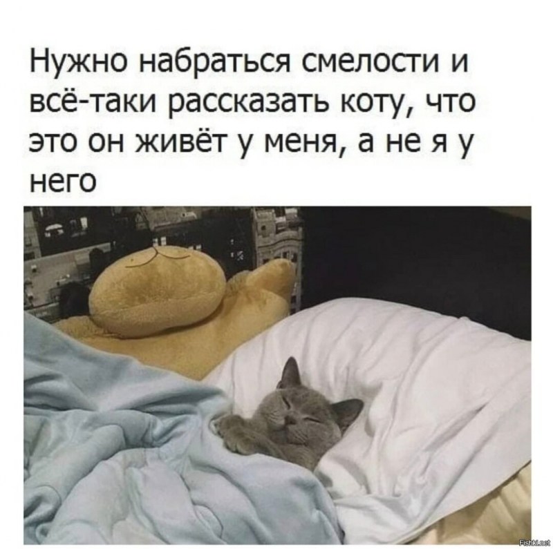 Коты укладываются спать