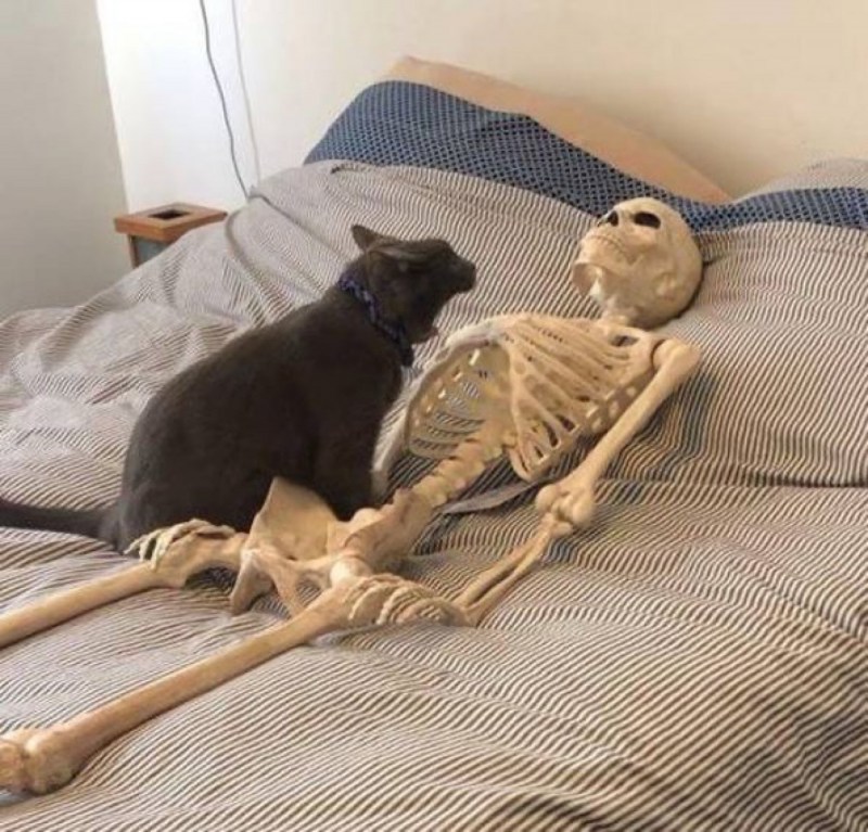 Кот на кровати ночью