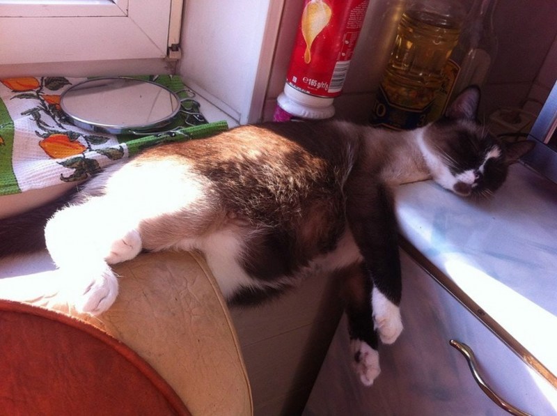 Кот спит