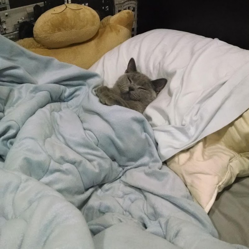 Кот в одеяле