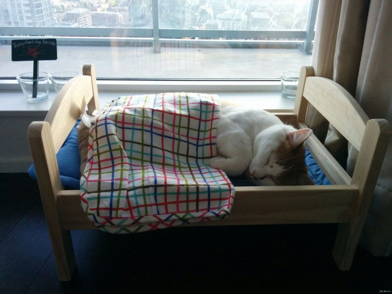 Кот спит под одеялом