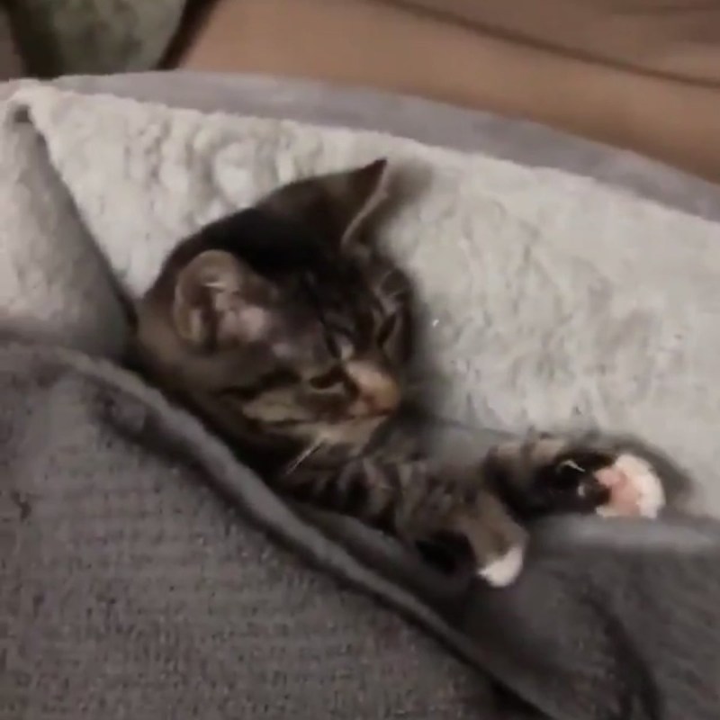 Котик в постели