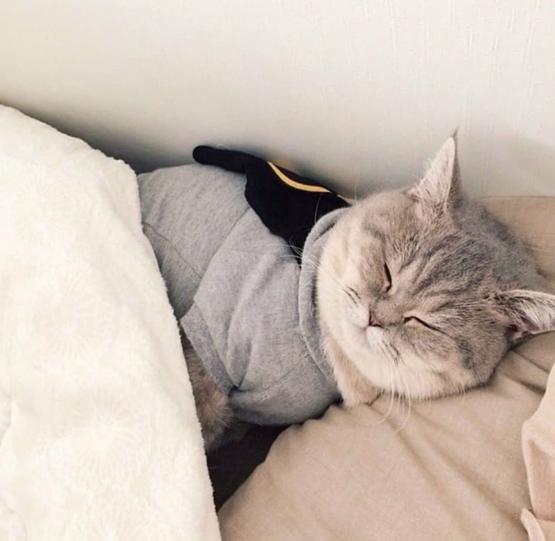 Кот спит на мне