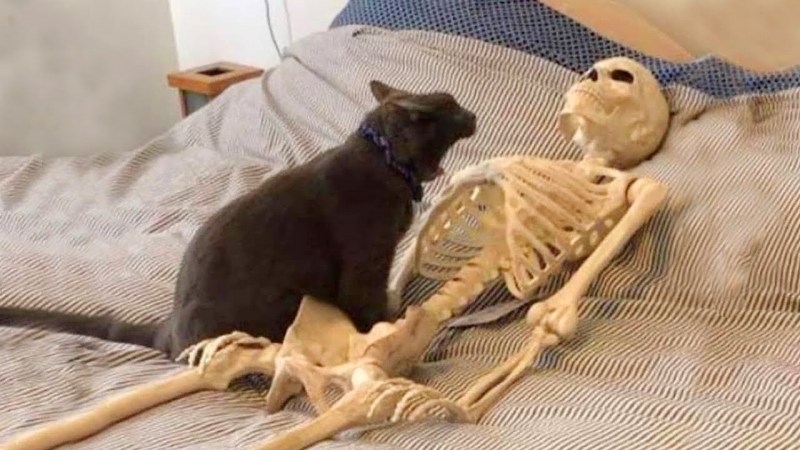 Кот страшный юмор