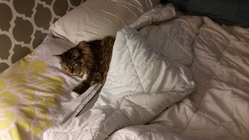 Кровать для кота