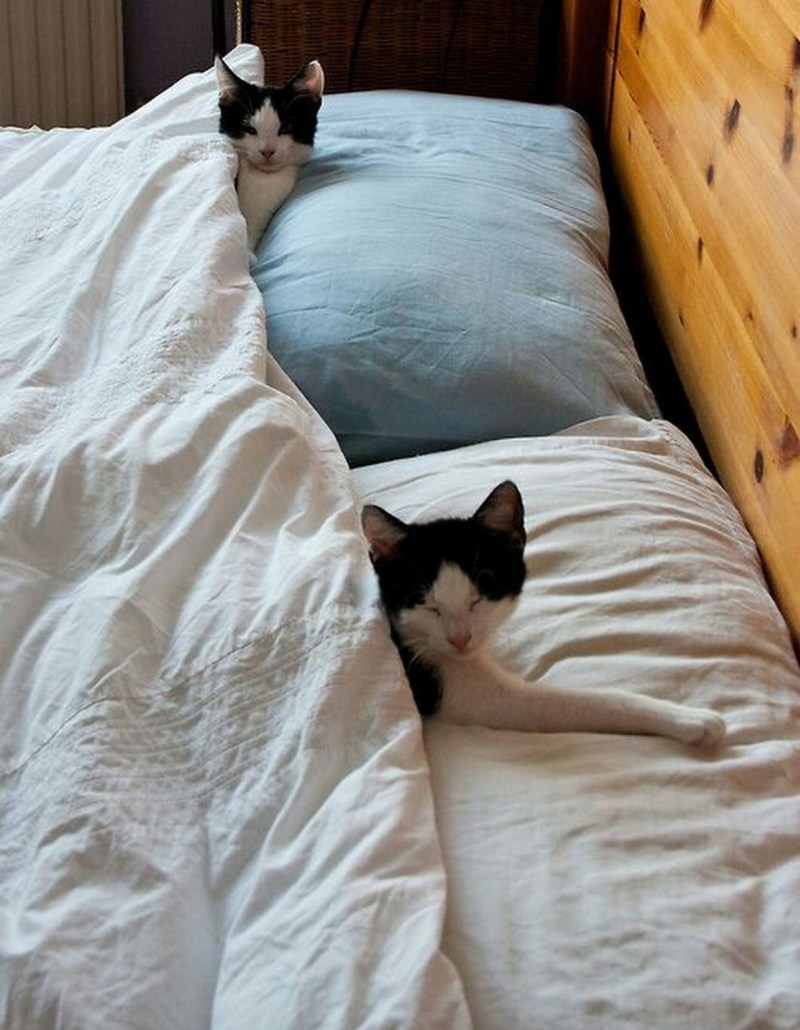 Котенок в кроватке