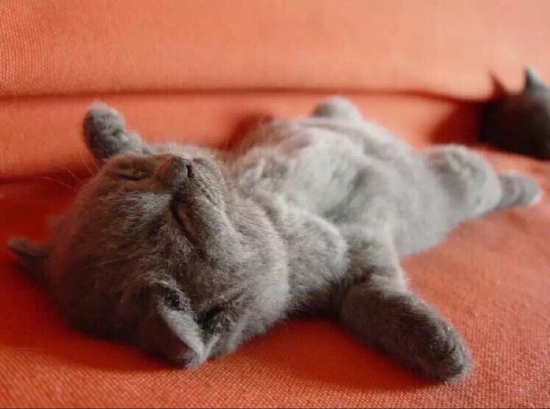 Котик спит в кроватке
