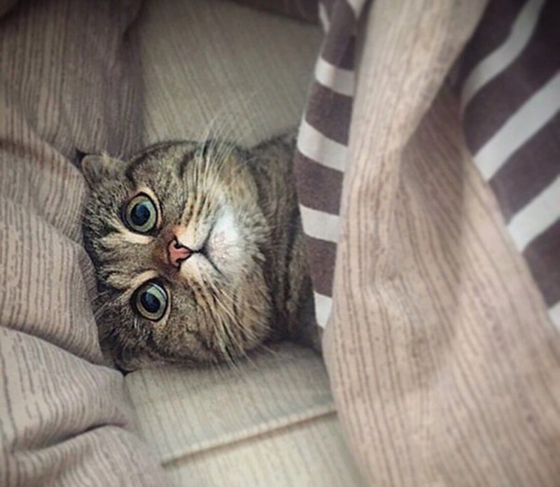 Я кот мне так удобно