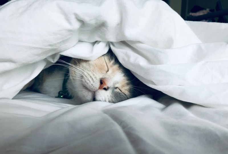Сонные коты