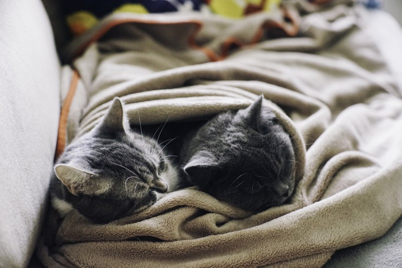 Кот ложится спать