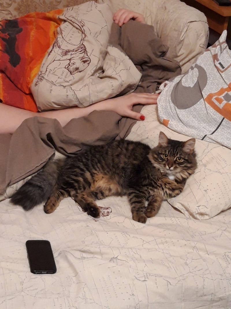 Кот ложится спать