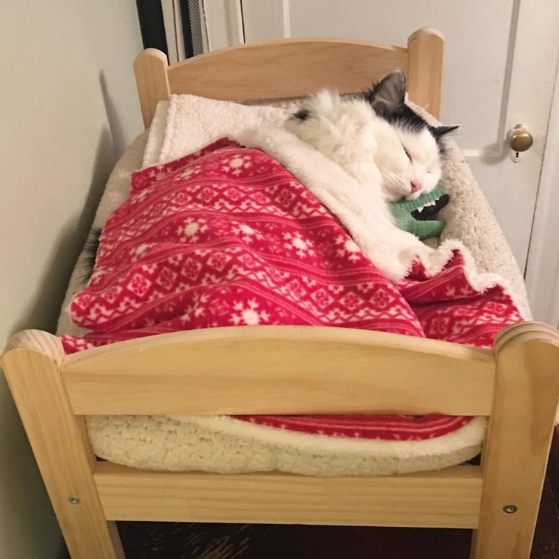 Спящий котёнок под одеялом