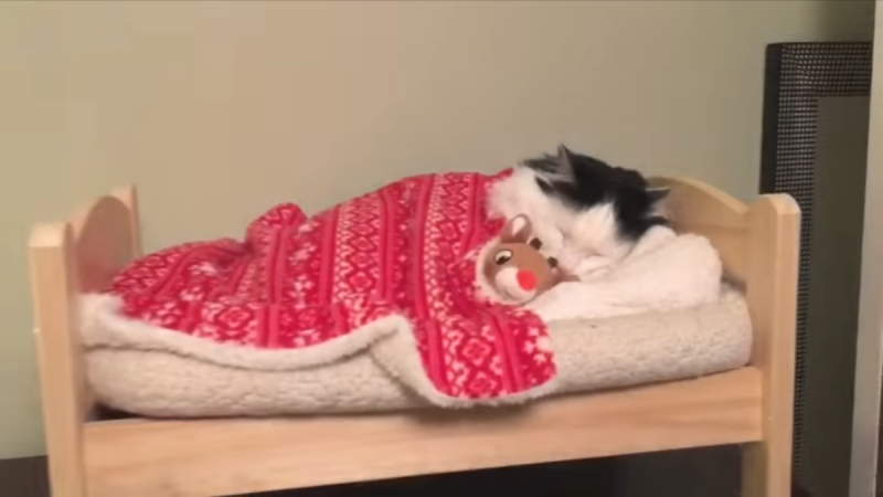 Кошки которые спят в кроватках