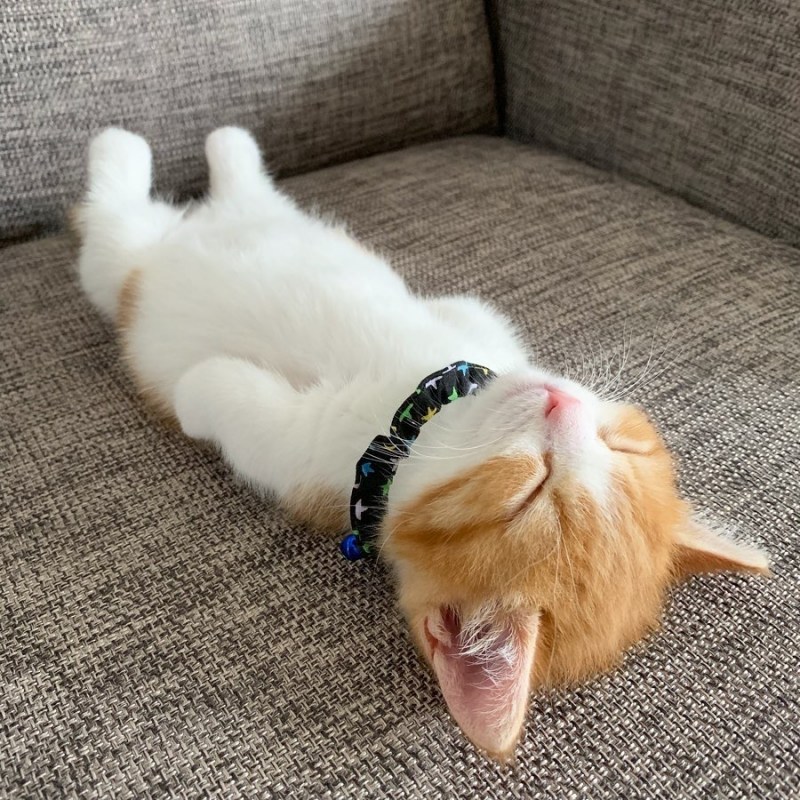 Кот спит под одеялом