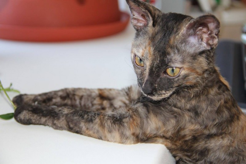 Корниш рекс в Воронеже
