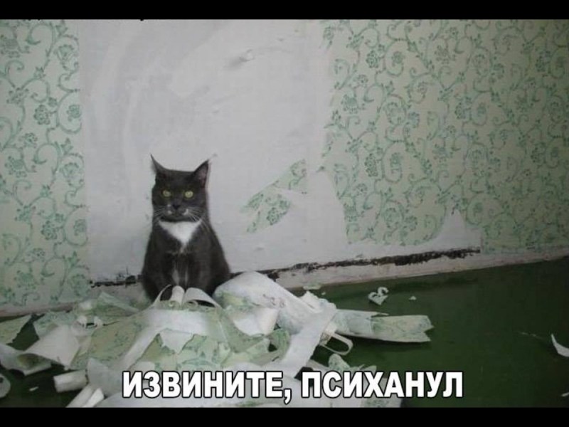 Кот порвал обои