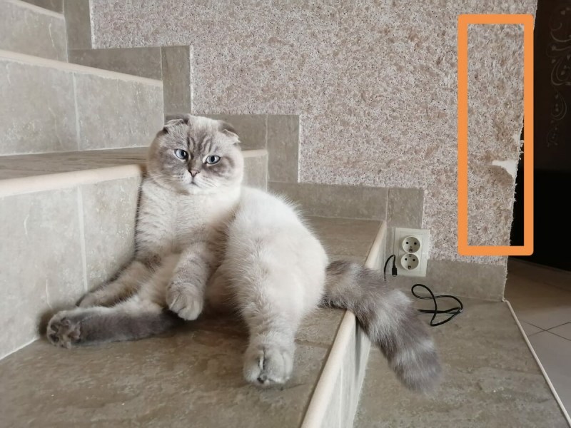 Обои которые не дерут коты