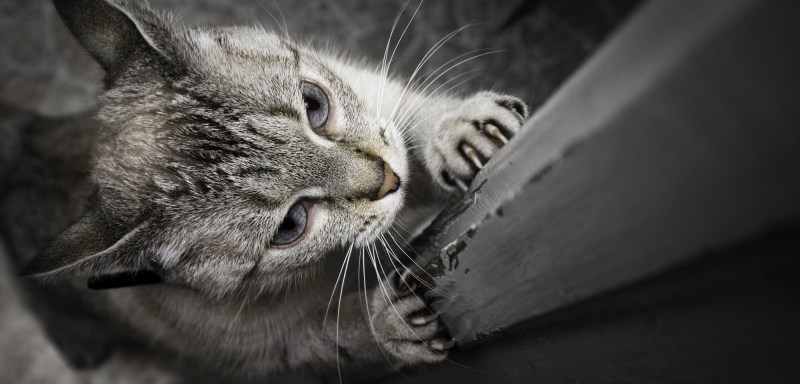 Котенок царапает