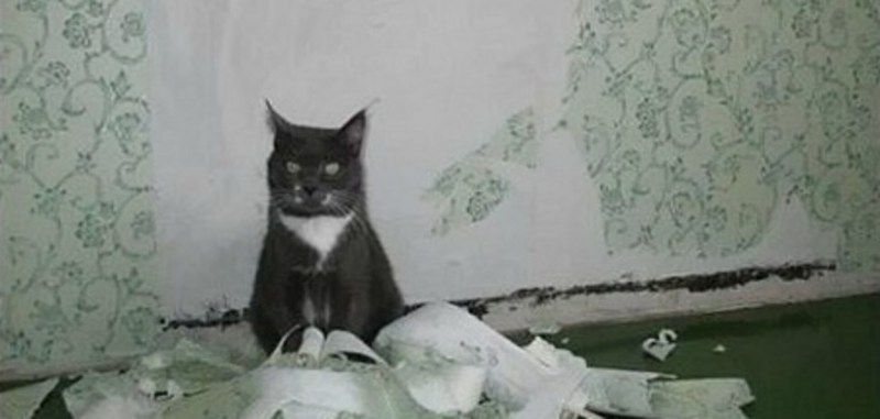 Кот ободрал обои