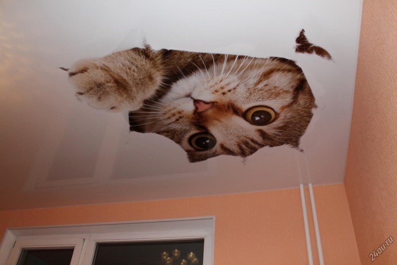 Кот на потолке фотопечать