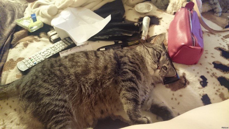 Кот разодрал обои