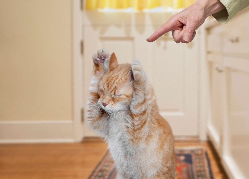 Кошка царапает мебель