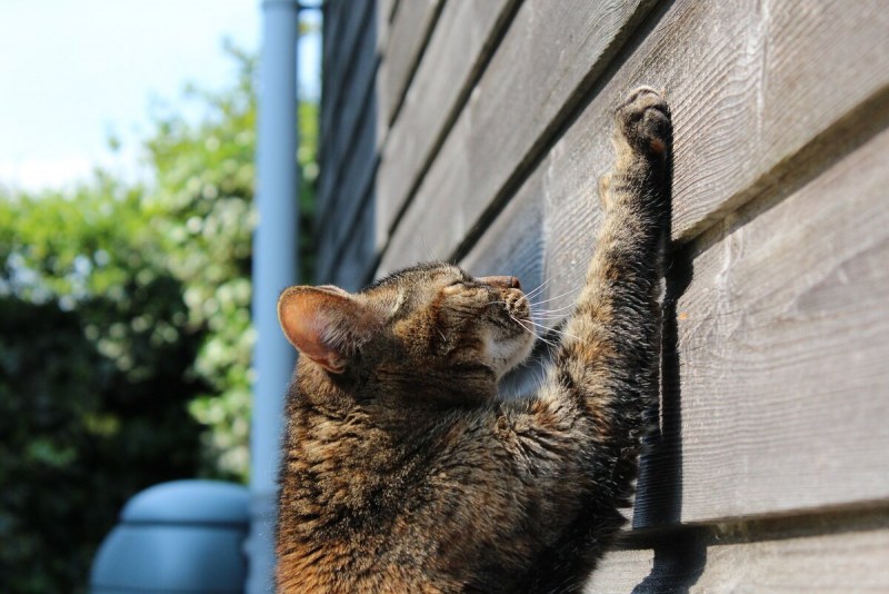 Кошка точит когти