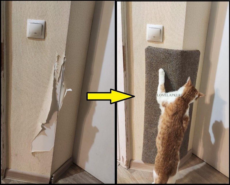 Кот ободрал обои