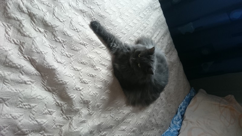 Обои которые не дерут коты