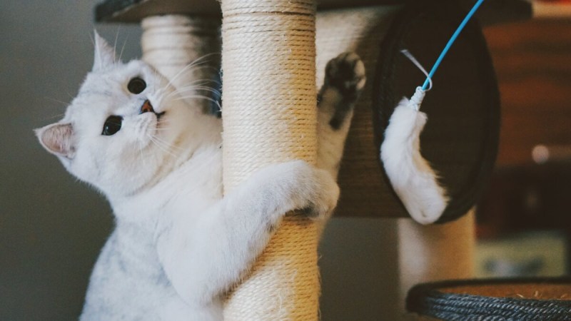 Кошка прыгает