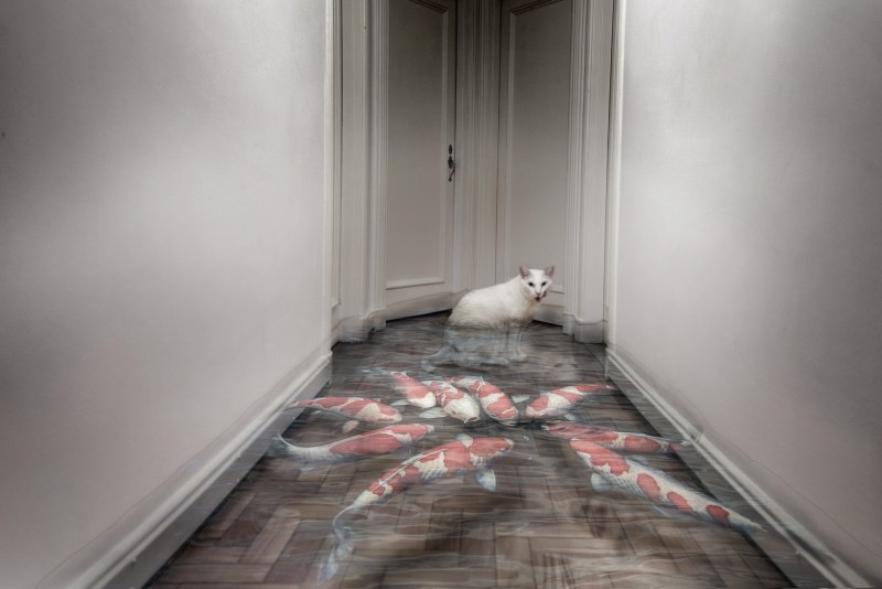 Кот в коридоре