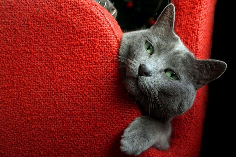 Кот царапает диван