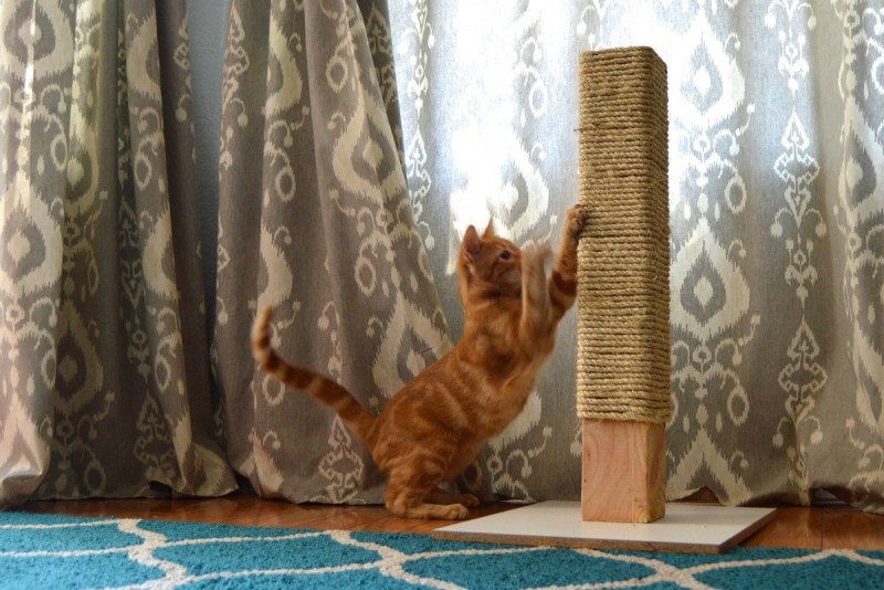 Кот расцарапал мебель