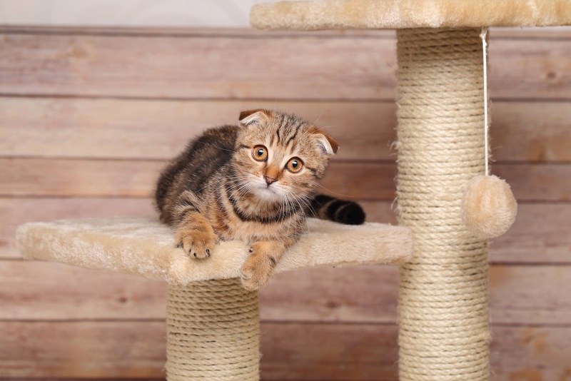 Кошка царапает мебель