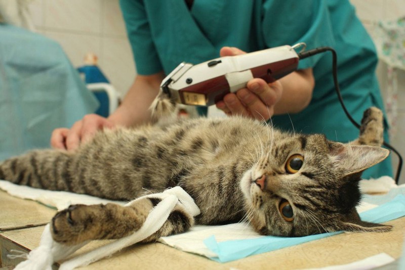 Стерилизация кошки операция