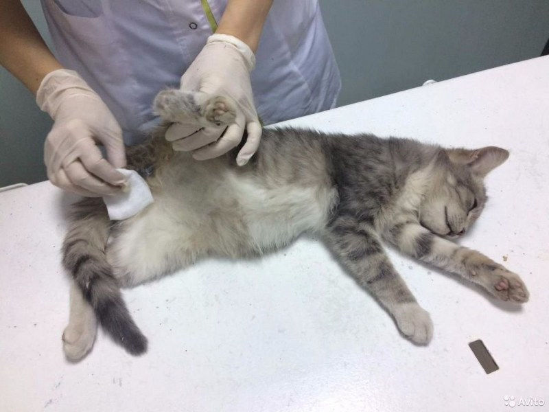 Операция котёнку на глазах