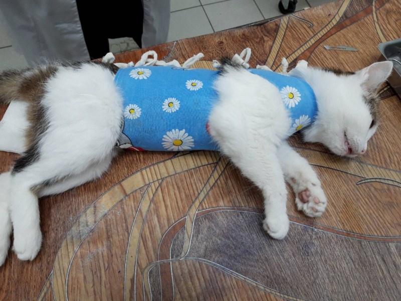Комплексная прививка для кошек