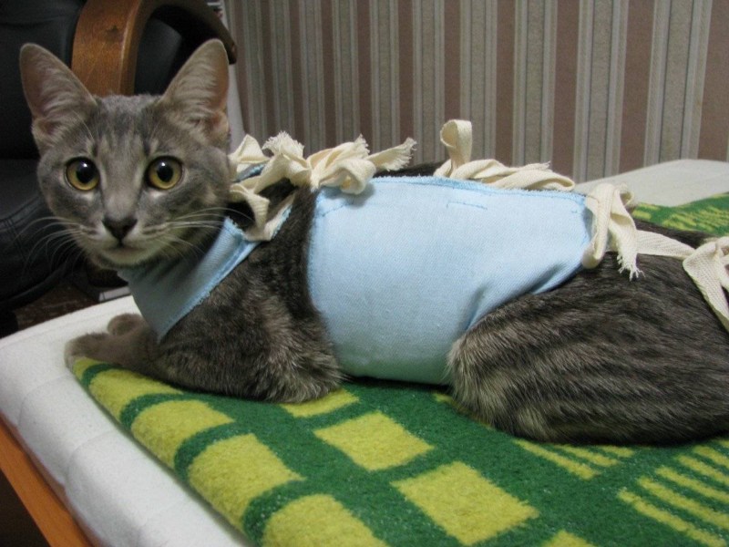 Кастрация кота с крипторхизмом что это
