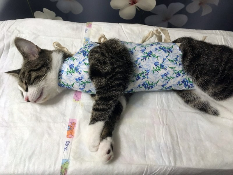Кошка после стерилизации