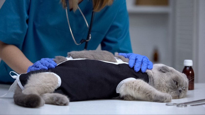 Ветеринарная клиника для кошек в Рыздвяном