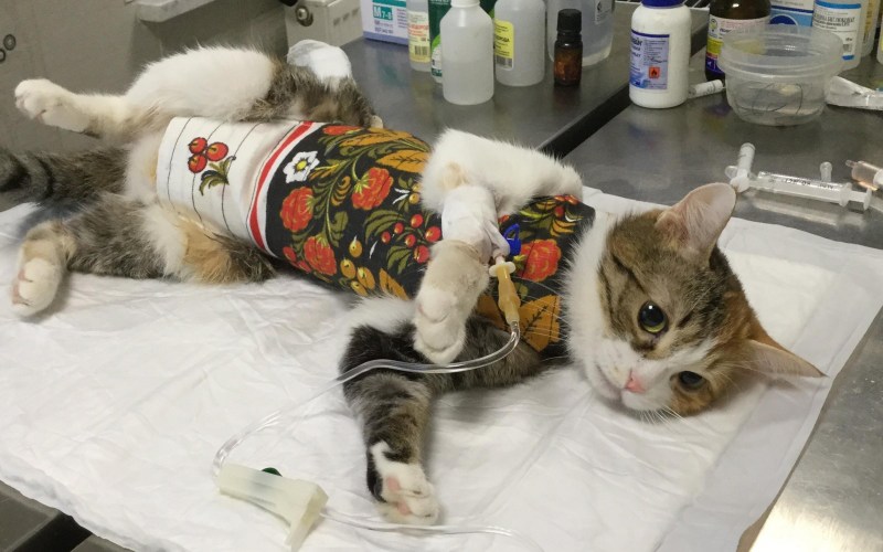 Стерилизация кошки операция