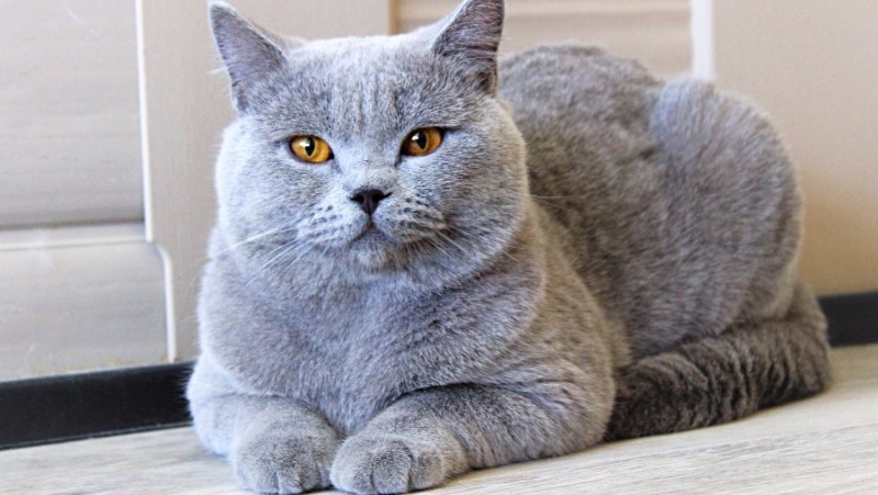 Британский короткошерстный кот